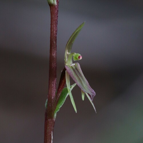 Cyrtostylis huegelii Endl.