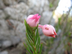 Erica holosericea