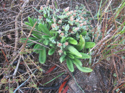 Tylecodon wallichii