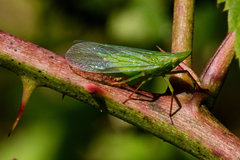 Rhynchomitra microrhina