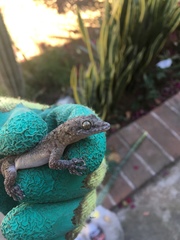 Phyllodactylus tuberculosus