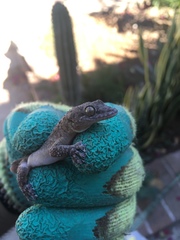 Phyllodactylus tuberculosus