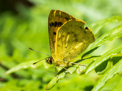 Lycaena edna
