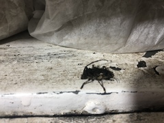 Aegomorphus circumflexus
