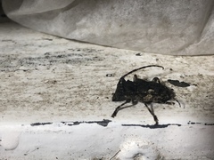 Aegomorphus circumflexus
