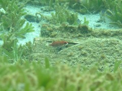 Deepwater Squirrelfish photo 3