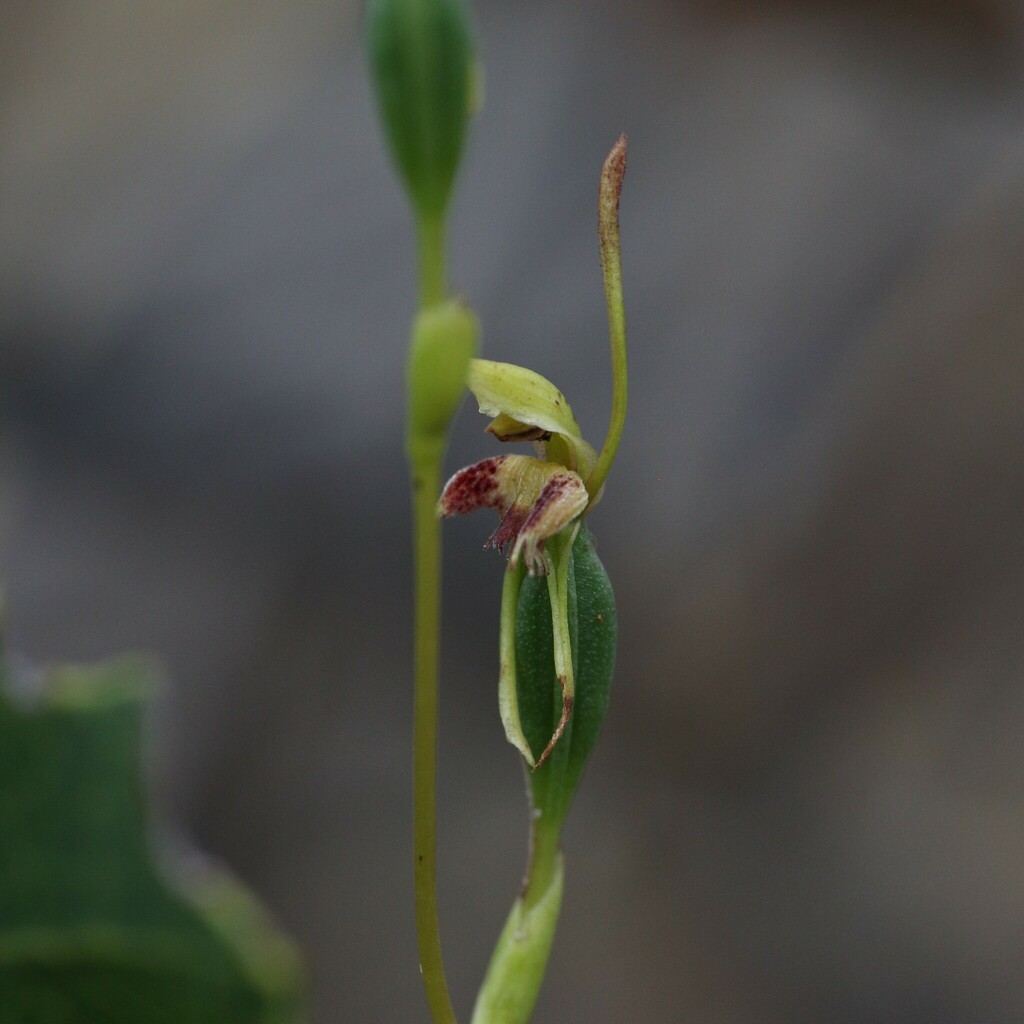 Leporella fimbriata