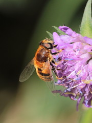 Eristalis jugorum