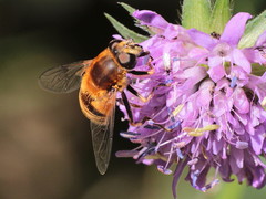 Eristalis jugorum