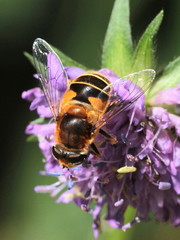 Eristalis jugorum