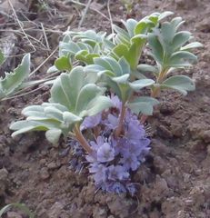 Hydrophyllum alpestre