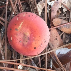 Russula silvicola