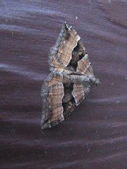 Hydriomena deltoidata