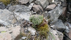 Helichrysum intermedium