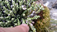 Helichrysum intermedium