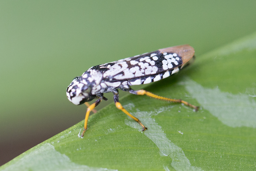 Molomea confluens