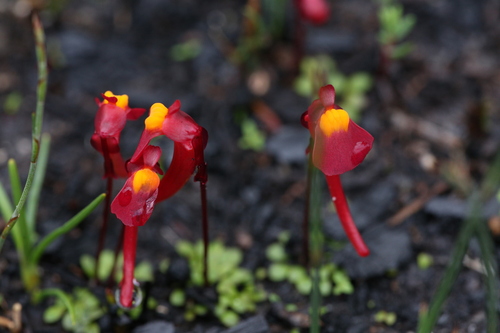 Image of Utricularia menziesii by (c) Hugo Innes, some rights reserved (CC BY)