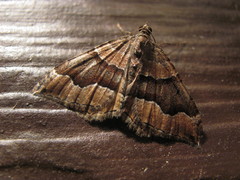 Hydriomena deltoidata