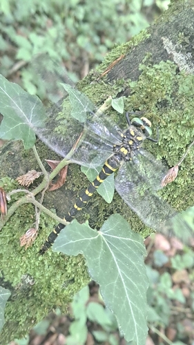 Cordulegaster boltonii