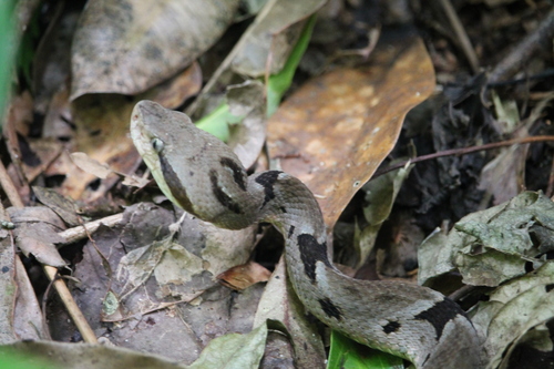 Bothrops monsignifer
