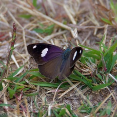 Diaethria bacchis