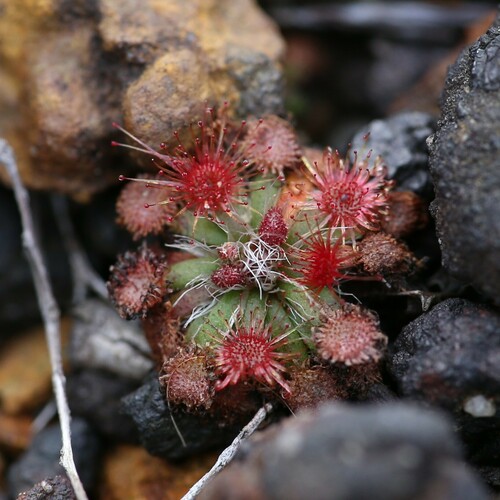 Drosera platystigma (Drosera platystigma)