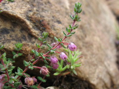 Erica planifolia