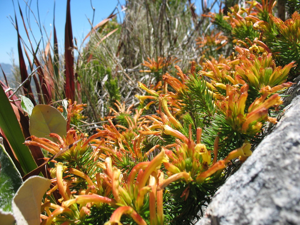 Orange Heath