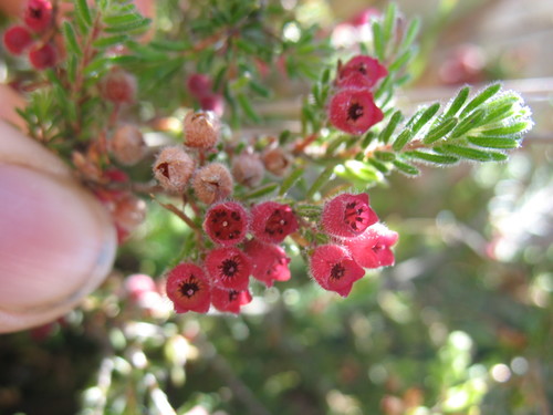 Image of Bloodbell Heath (Erica haematocodon) by (c) Michael D. Pirie, some rights reserved (CC BY)