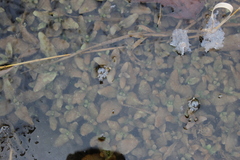 Veronica anagallis-aquatica