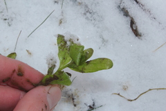 Veronica anagallis-aquatica