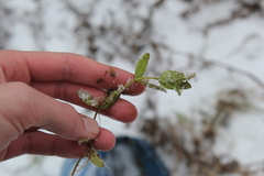 Veronica anagallis-aquatica