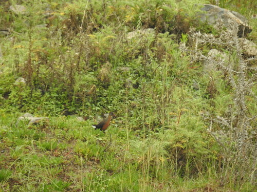 Rouget's Rail