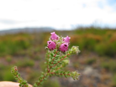 Erica clavisepala