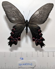 Papilio macilentus