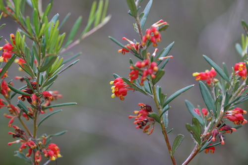 Grevillea fasciculata R.Br.