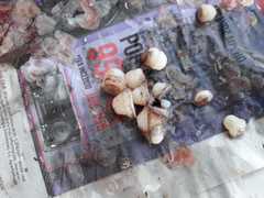 Spondyliosoma cantharus