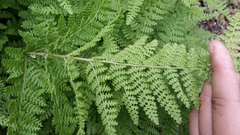 Hypolepis millefolium