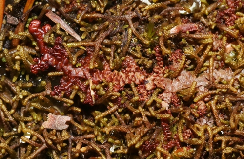 Representative image of Porellales