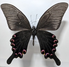 Papilio bianor