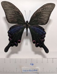Papilio bianor