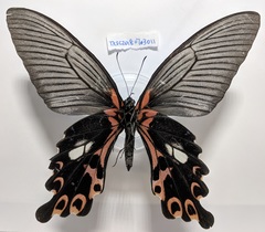 Papilio alcmenor