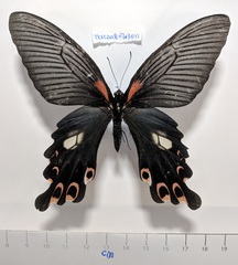Papilio alcmenor