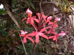 Epidendrum imperator