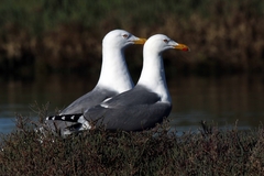Yellow-Legged Gull photo 5