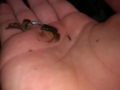 Leucostethus fraterdanieli