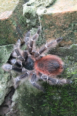Acanthoscurria