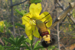 Cephonodes hylas virescens