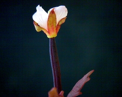 Epilobium melanocaulon