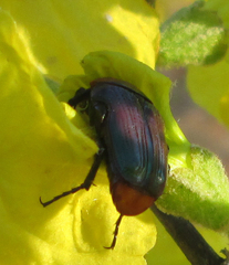 Leucocelis